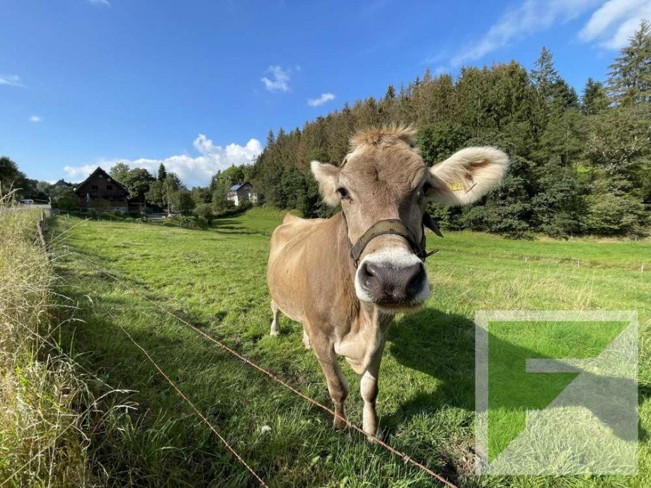 Umgebung Einfamilienhaus Erndtebr�ck / Zinse